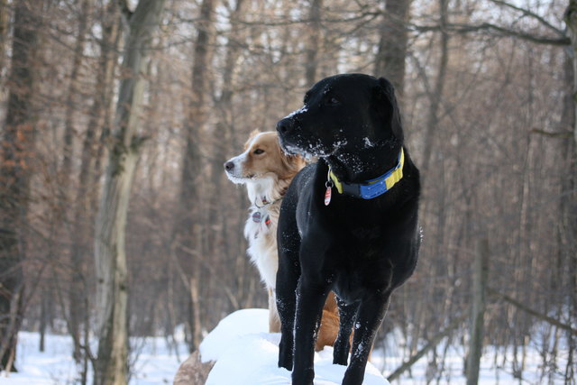 Bella und Luna sind dicke Feundinen und toben in herlichen winterspaziergang in Wienerwald