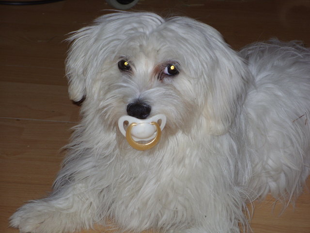 Maggy der Liebling der Familie Zahradka