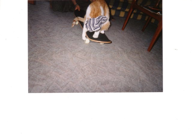 Mein Kater Miky ist bereits 12 Jahr alt, aber er spielt imme wieder gerne.