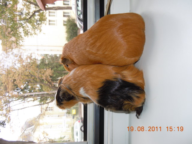 Beste Freunde halten immer zusammen