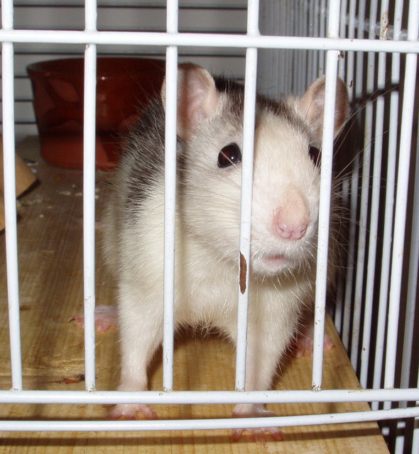 Oh Mann ist das traurig hinter Gitter zu sein