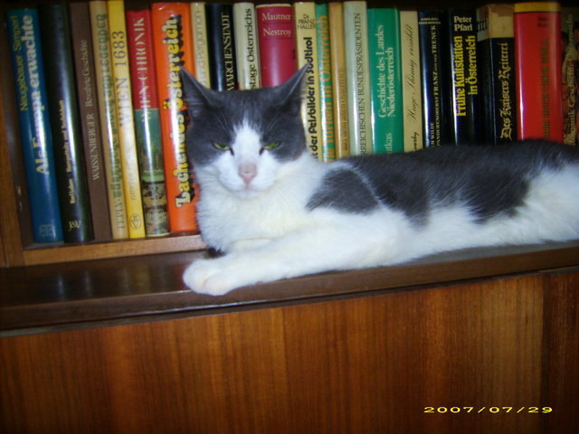 Meine Leseratte "Merlin"