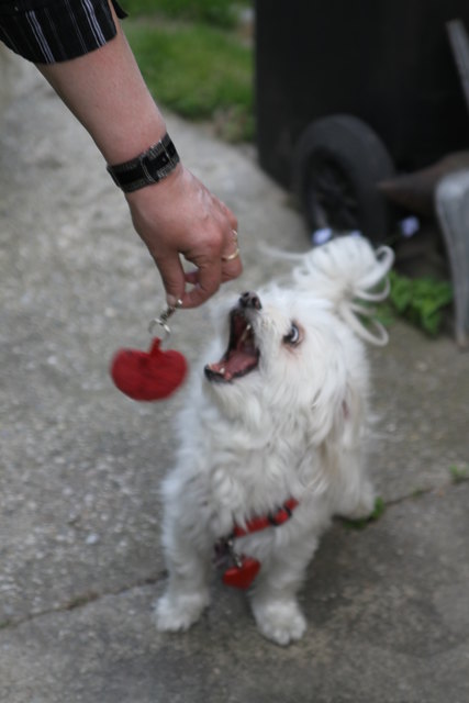 Ein rotes Herzerl für mein Jeanny-baby