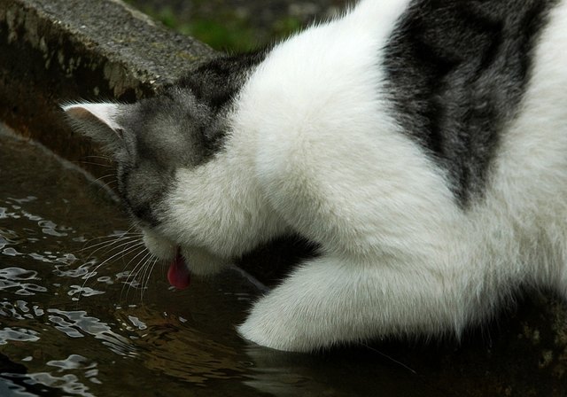 Durst ist schlimmer als Heimweh - lässt sogar eine Katze ins Wasser greifen