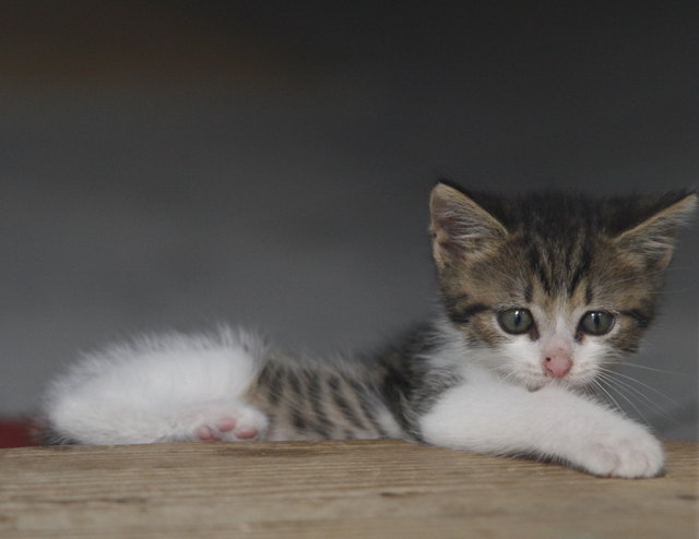 gerettet jetzt guck ich mal neugrig