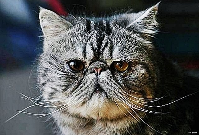 noch ein Portrait - er liebt die Kamera