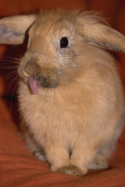 unser frecher Nickel Rusty