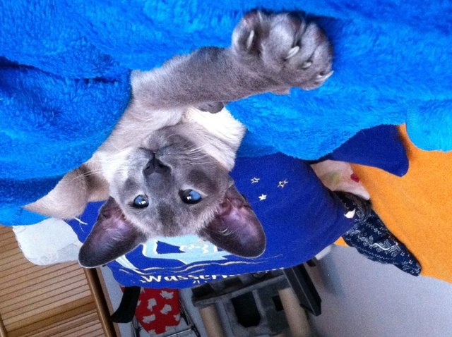 Mein herzallerliebster Riesenteddy John-Boy!