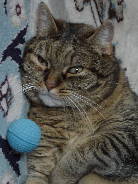 Kornelia Zieserl´s  Katze Lia