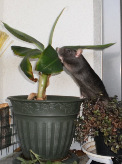 Mal schaun obs da was zu Futtern gibt