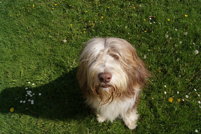 Der auffordernde Blick zum Ballspielen unseres Energiebündels Whiskey