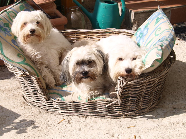 Die drei süßen Lauser von der Hansonsiedlung