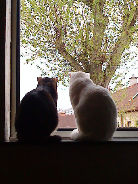 ... Cat TV ...