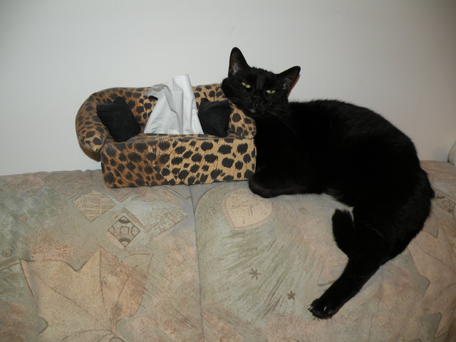 Am eigenen Sofa liegt Hexy am liebsten!