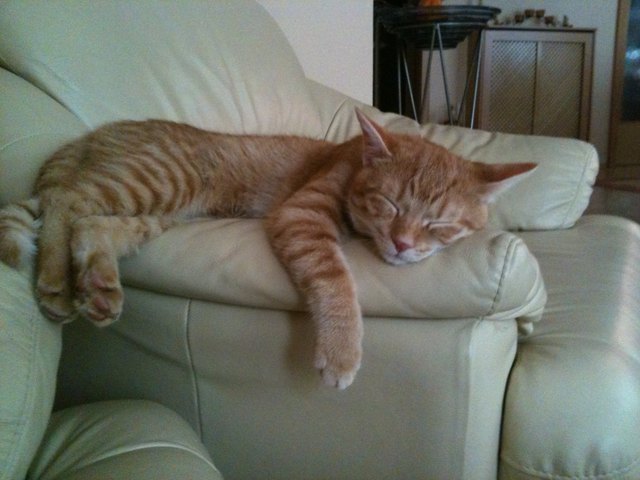 schaut sehr gemütlich aus... meine Schlafmütze Timo