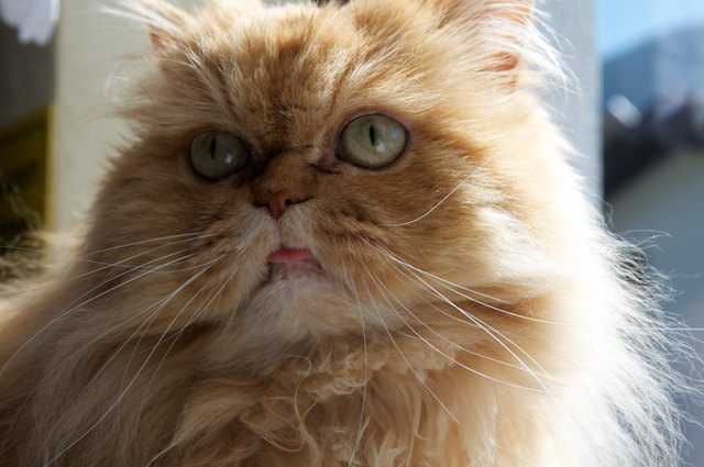 Mein kleiner zahnloser Tiger