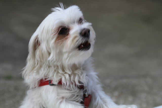 So frech und doch so süss