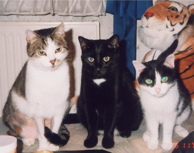 aufgefädelt in einer Reihe sitzen Aramis, Hexy und Gismo