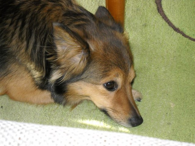 unser Hund Curly zu Silvester etwas traurig wegen der Knallerei