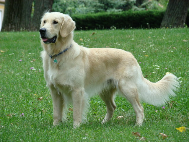 Der Liebling der Familie, Sammy