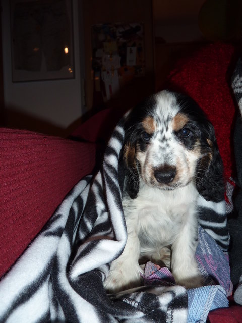 Abby, 10 Wochen alt und meine Prinzessin