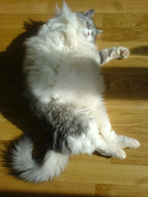 Der süße Cosmo schläft am liebsten lang ausgestreckt