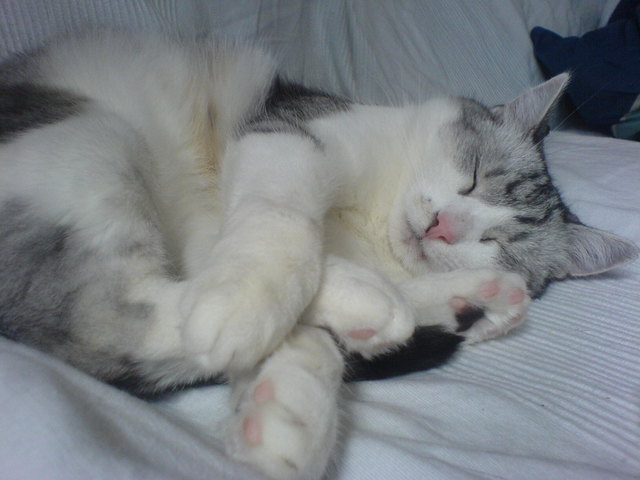 Mrs. Murphy - die schlafende Samtpfote