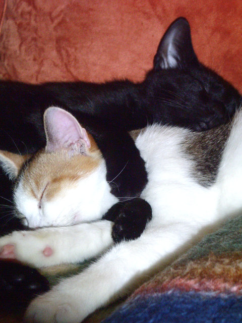 Candy (färbig) + Oralee beim Schmuse-Nickerchen