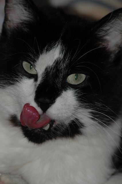 Mhm,das Fressen war richtig lecker !!!!