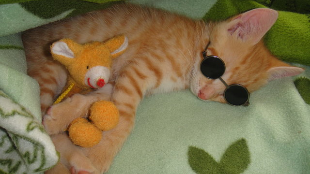 Unsere "Kater-Strophe" Merlin