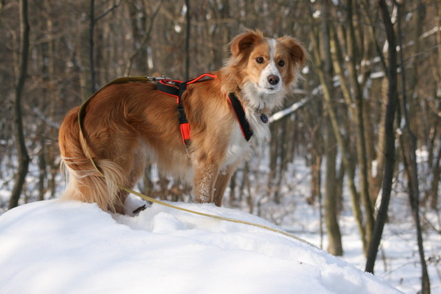 Bella unser liebling schaut  immer wo wir sind!