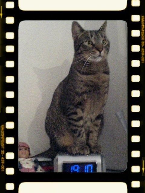 GIZMO unser Genie!! Unser kleiner DJ, hat selbstständig den CD-Radio betätigt und CD´s mitten in der Nacht abgespielt!!!