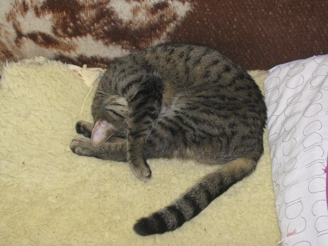 MINNI-immer dieser Kater nach dem Feiern...