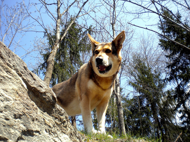 "Sammy" der Wolf von Rodaun.Holländischer Saarloos Wolfhound.