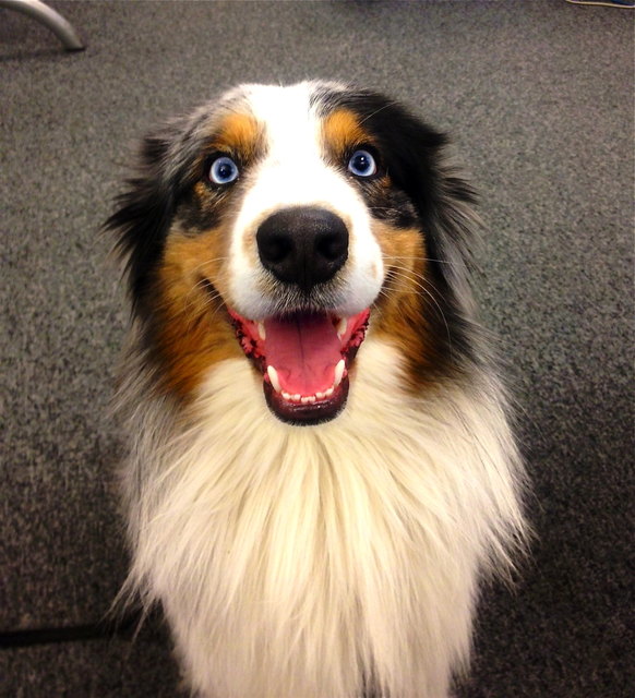 Mir entgeht nix - wuff!