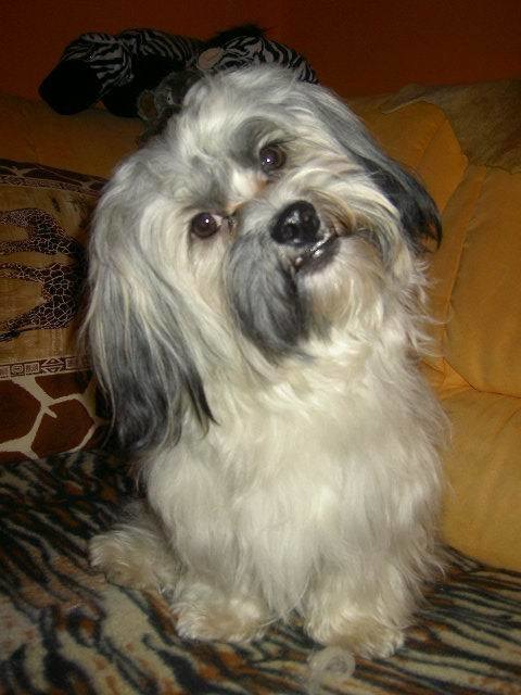 Devil, der hübsche! ..... bin ich nicht super geschniegelt und gestriegelt....!?