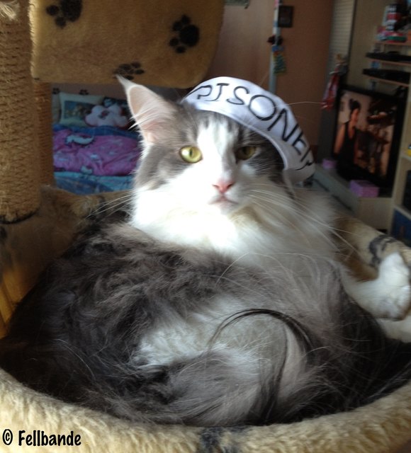 Fellbandes Jellybean feiert Fasching als Felliger Sträfling in Wien Brigittenau!