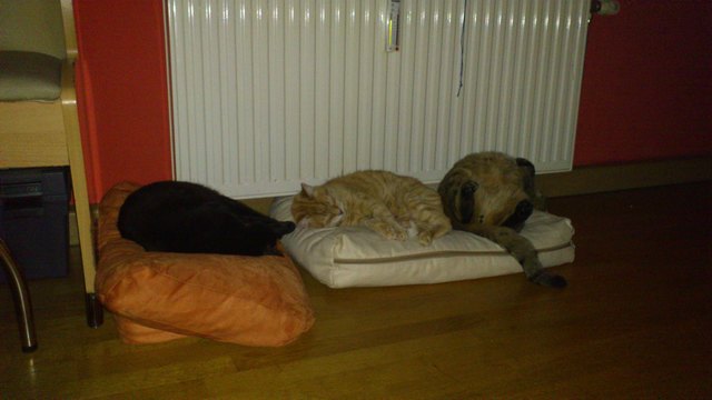 alle drei auf einen streich