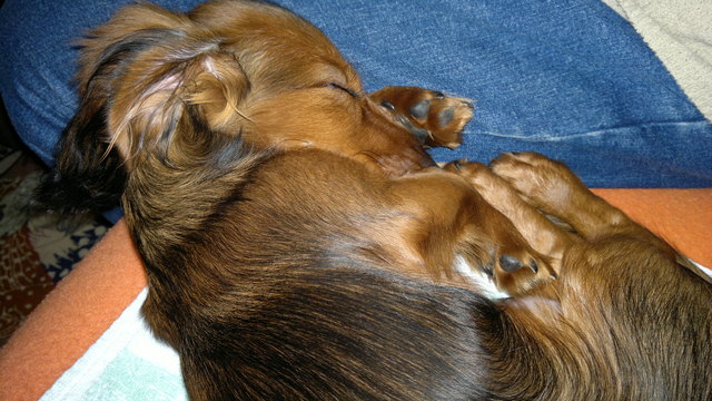 Filou ist sehr müde