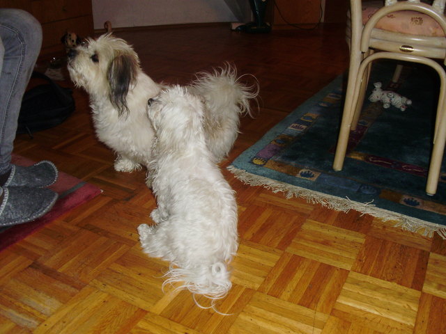 Die beiden "Schnorrer"