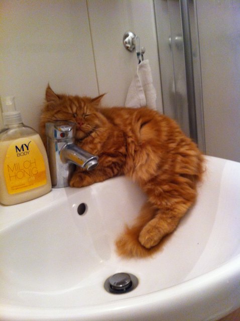 Hallo, ich bin der Rocky. In der früh nicke ich mal gerne, im Badezimmer, ein während mein Herrchen sich dort aufhält :)