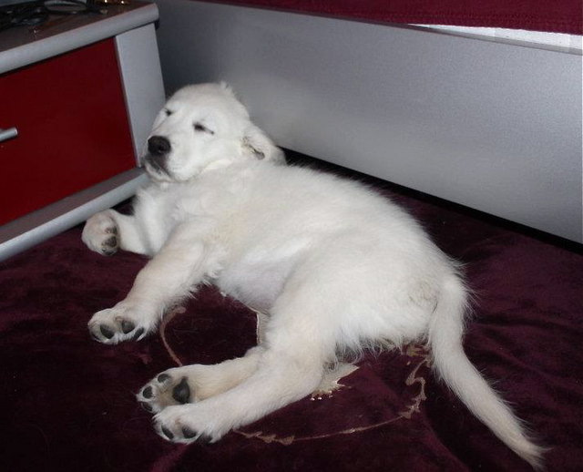 Flocke im Träumeland