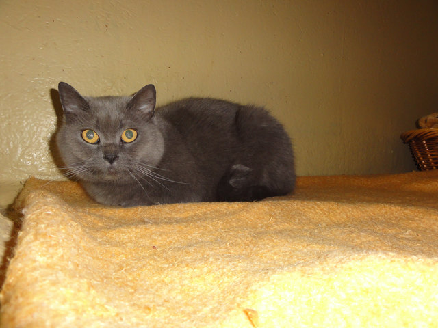 Karthäuserkatze Lady | Foto: Pfotenhilfe Lochen