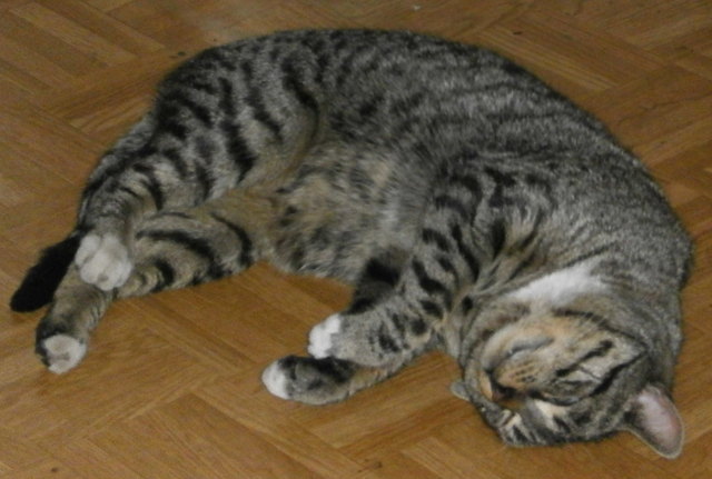 Meine Schmusekatze "Tiger"