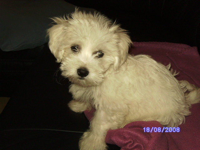 mein kleiner liebling