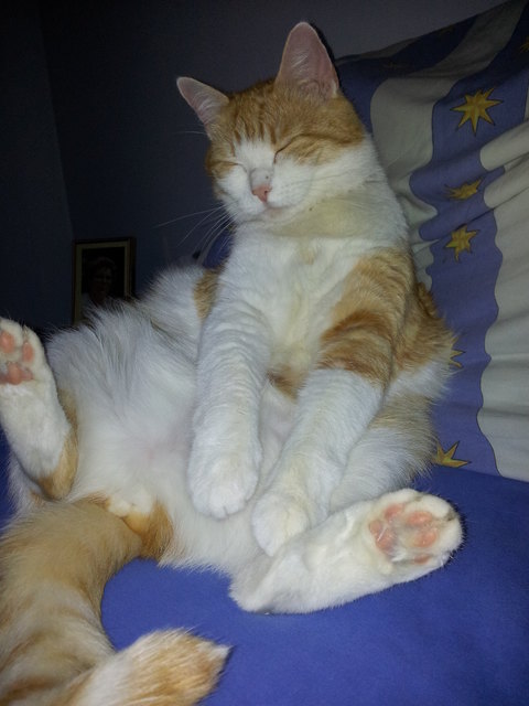 Katzenwäsche ist ja soooooooo anstrengend!