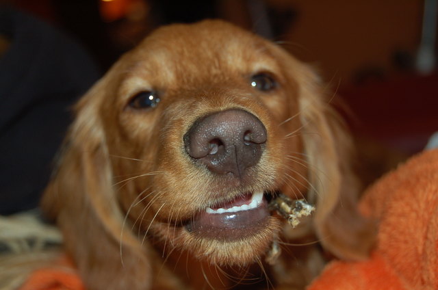 LEA unser Dackelmischling