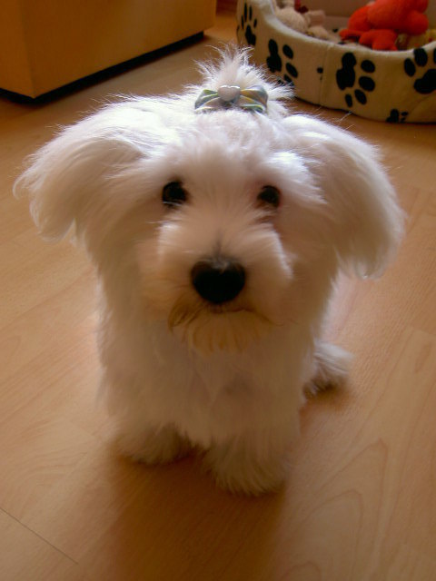 ...na wenn sich Frauchen das Mascherl einbildet!? Aber irgendwie paßts mir doch ganz gut!