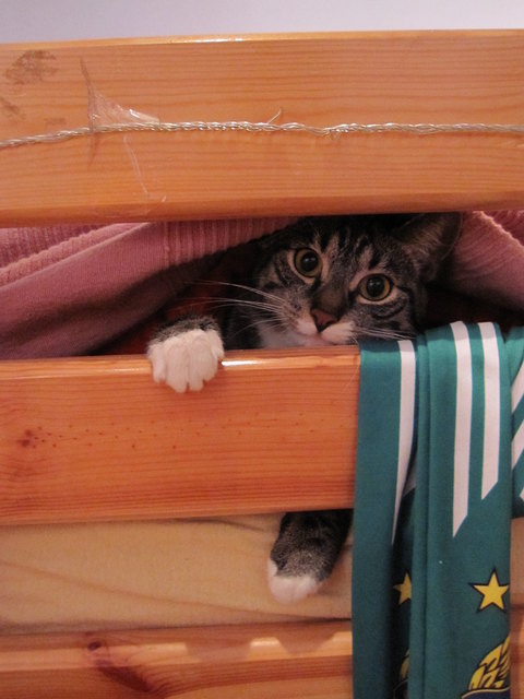 Theo lässt sich beim Betten machen nicht vertreiben!