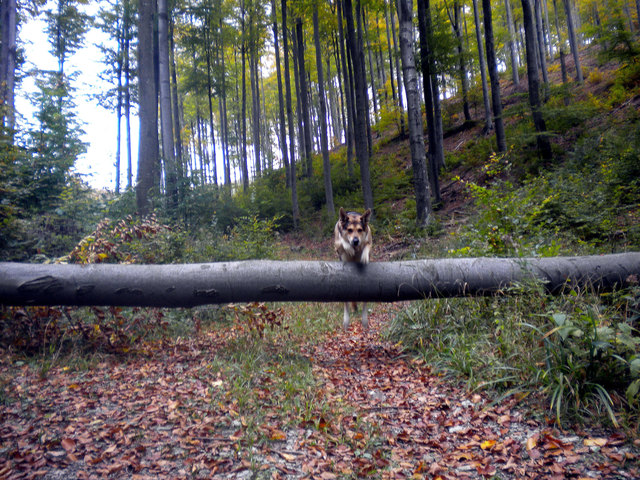 Sammy liebt es den Wienerwald zu durchstreifen, und über umgestürzte Bäume zu springen.